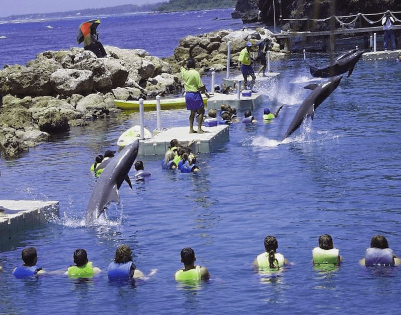 Visitar Jamaica y descubrir de Dolphin Cove