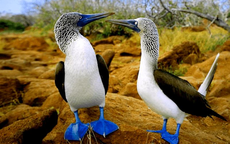 Fauna de Galapagos que ver