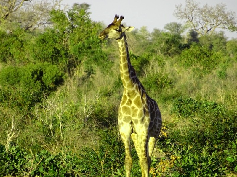 Ver Sudafrica y maravillarse de Parque Nacional Kruger