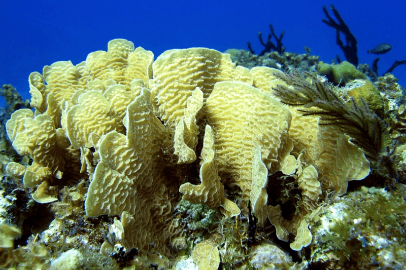 Arrecife de Xcalak que ver