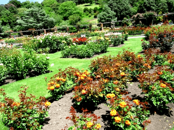 Visitar JardA­n Botanico de Wellington