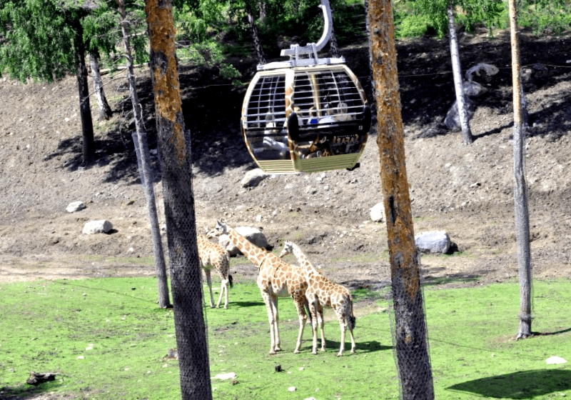 Kolmarden Wildlife Park que visitar