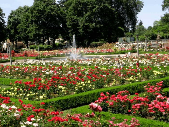 Portland Rose Garden que debemos ver