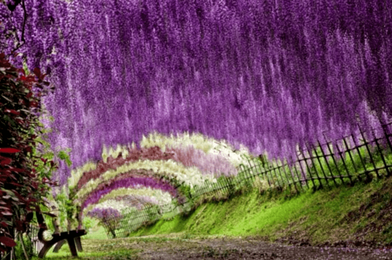 Ver Japon y maravillarse de Wisteria Flower Tunnel